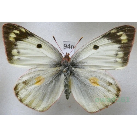 Colias hyale (Linnaeus, 1758) Szlaczkoń siarecznik Poland94n